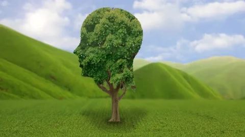 A large green field with trees in the background Stock Footage 155219996