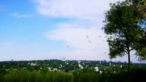 A large green field with trees in the background Stock Footage 155230067