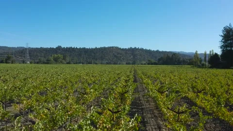 A large green field with trees in the background Stock Footage 155465874