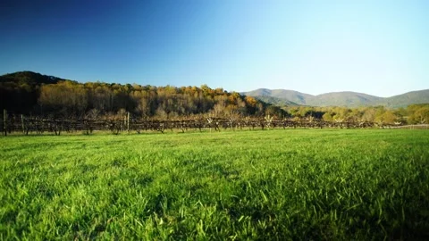 A large green field with trees in the background Stock Footage 156012568