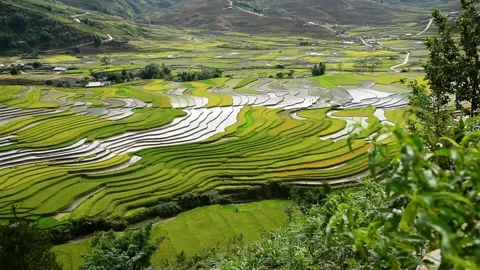 A large green field with trees in the background 库存影片 156846645