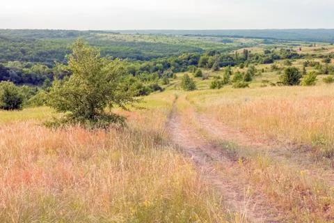 A large green field with trees in the background. the road that goes into the 写真素材