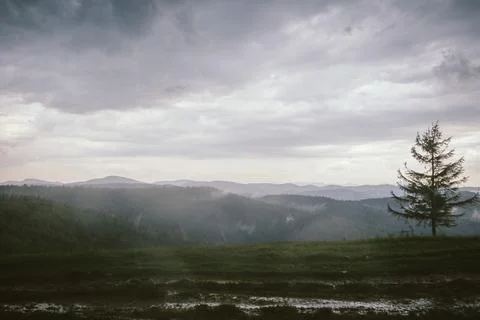 A large green field with trees in the background Stock Photos