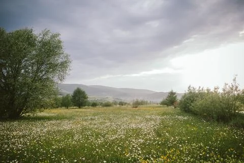 A large green field with trees in the background Stock Photos