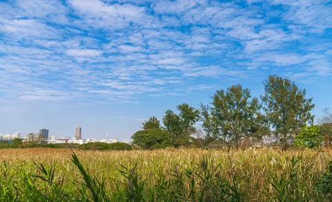 A large green field with trees Stock Photos