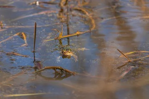 A large green frog in its natural habitat. Amphibian in water. Beautiful toad Stock Photos