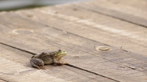 Large green frog jumping away from a wooden raft Stock-Footage 119406561