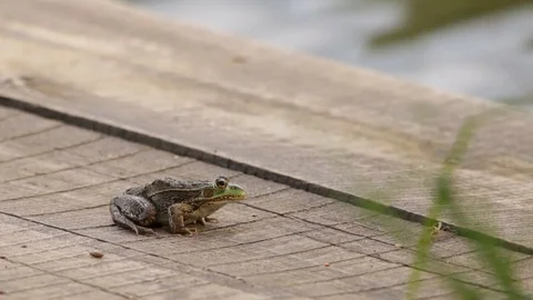 Large green frog jumping away from a wooden raft Stock-Footage 119406577