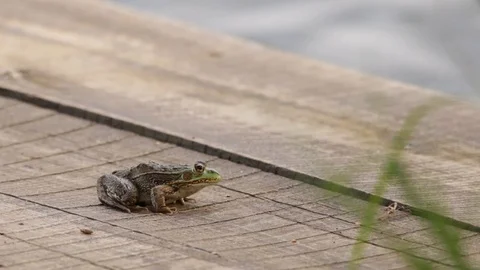 Large green frog jumping away from a wooden raft Stock-Footage 119406583