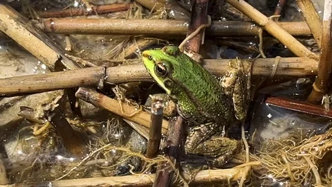 A large green frog sits on dried reeds in the water on the riverbank. Stock Footage 311062334