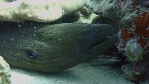 Large green giant moray eel hides under hard coral hunting for prey; Stock Footage 119094103