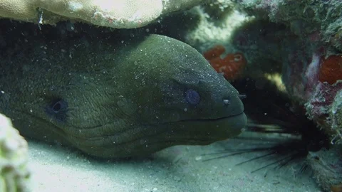 Large green giant moray eel hides under hard coral waiting for prey; Stock Footage 119094113