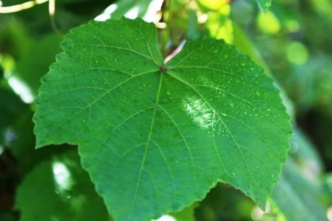 A large green grape leaf with small drops of water after the rain Stock Photos