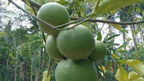 A large green grapefruit plant that grows hanging down. Stock Footage 322036348