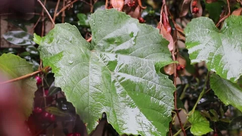 A large green grapevine leaf in gentle rain Stock Footage 171565517