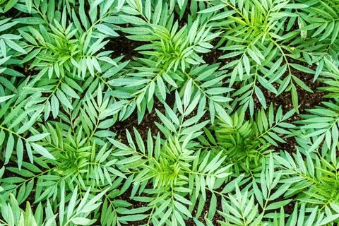 Large green grass with branches Foto stock