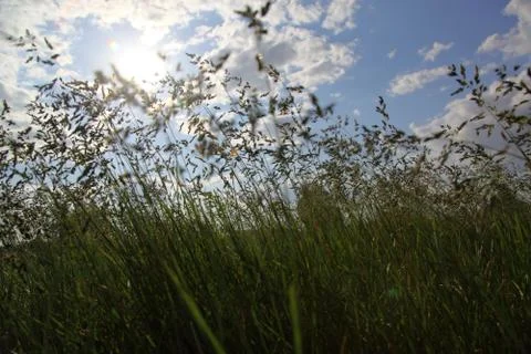 Large green grass 스톡 사진