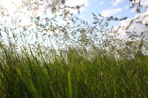 Large green grass Stock-Fotos