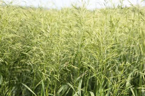 Large green grass Stock-Fotos