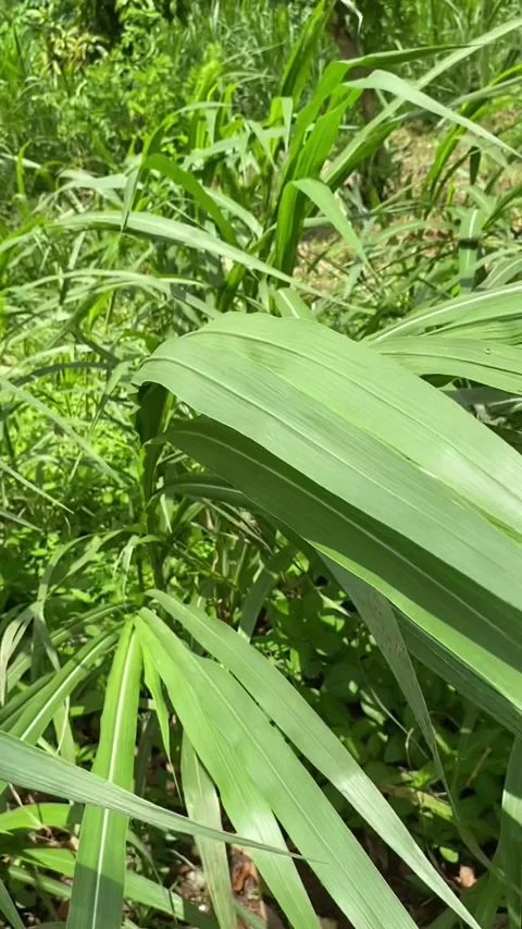 Large green grass swaying in the wind Stock Footage 295013122