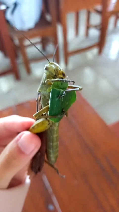 Large Green Grasshopper Clinging to Leaf in Hand – Macro Nature Footage Stock Footage 322920496