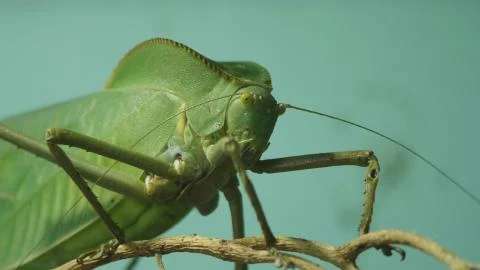 Large green grasshopper close up on a tree branch Stock-Fotos