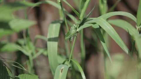 Large green grasshopper on the grass Stock Footage 53979442