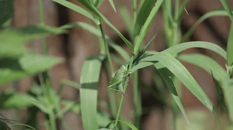 Large green grasshopper on the grass Stock Footage 54115794