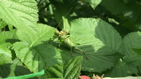 Large Green Grasshopper on a Leaf Stock Footage 315036411