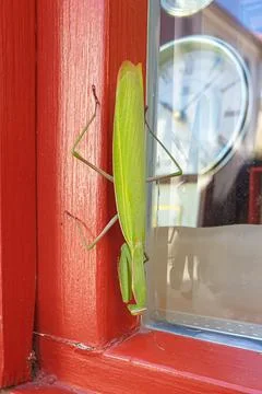 Large green grasshopper Stock Photos