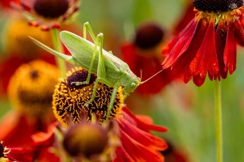 Large green grasshopper on red helenium flowers in the garden Stock Photos