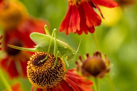 Large green grasshopper on red helenium flowers in the garden Stock Photos