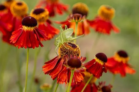 Large green grasshopper on red helenium flowers in the garden Stock Photos