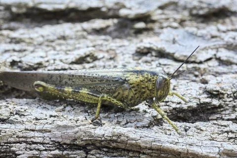 Large green grasshopper resting on tree bark Stock Photos