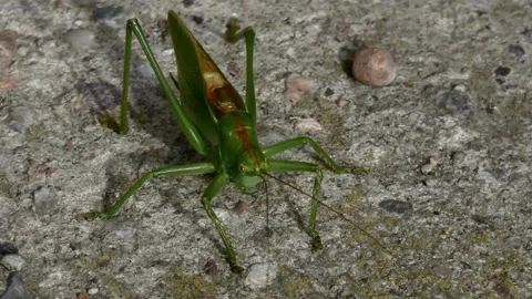 Large green grasshopper standing still on rough concrete ground surface 스톡 동영상 334517044