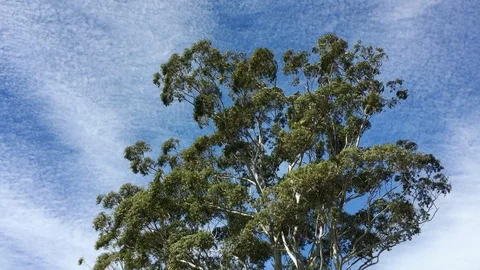 Large Green Gum Tree on Windy Day with Changeable White Clouds and Blue Skies Stock Footage