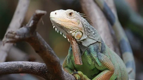The large green Iguana on branch of tree. Stock Footage 124033688