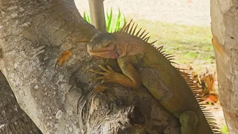 Large green iguana climbing a smooth tree trunk near a beach resort, surrounded Stock Footage 341994375
