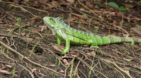 Large Green Iguana Stock Footage 45280961