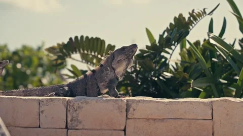 Large Green Iguana Lizard on Stone Wall In Mexico Vídeos de archivo 280704082