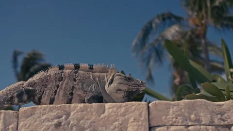 Large Green Iguana Lizard on Stone Wall In Mexico Stock Footage 280704093