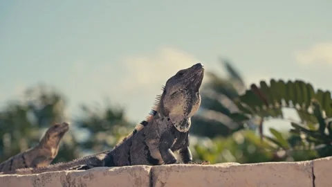 Large Green Iguana Lizard on Stone Wall In Mexico Stockbeeldmateriaal 280704096