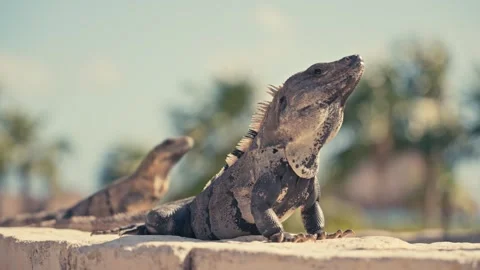 Large Green Iguana Lizard on Stone Wall In Mexico Stockbeeldmateriaal 280704097