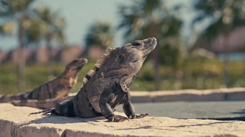 Large Green Iguana Lizard on Stone Wall In Mexico Stock Footage 280704104