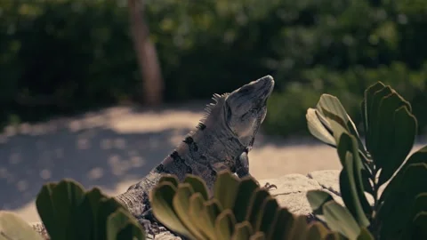 Large Green Iguana Lizard on Stone Wall In Mexico Stock Footage 280704105