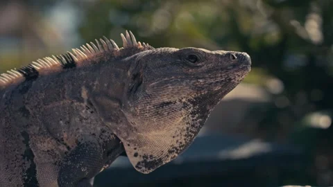 Large Green Iguana Lizard on Stone Wall In Mexico 库存影片 280704106