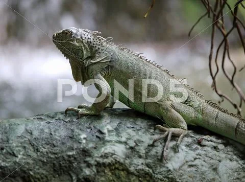 Large green iguana with long legs Stock Photos