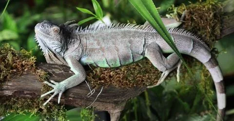 Large green Iguana Фото