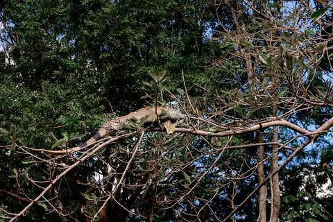 Large green iguana resting on tree branch in tropical forest canopy Stock Photos