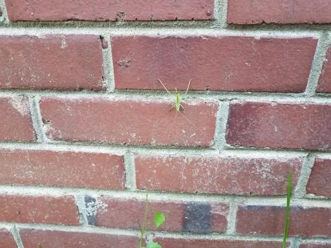 Large green insect on red brick masonry wall Stock Photos